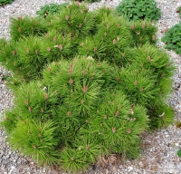 Pinus nigra 'Bambino' -- Kugel-Schwarzkiefer